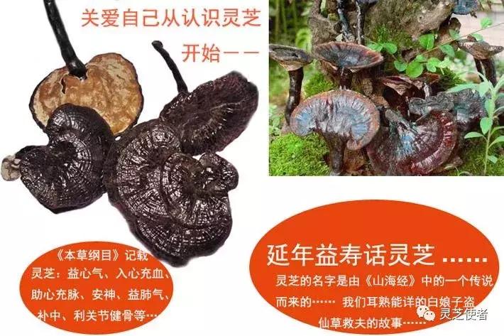 灵芝分散片一般吃多久才见效,灵芝吃多久对肝才有效