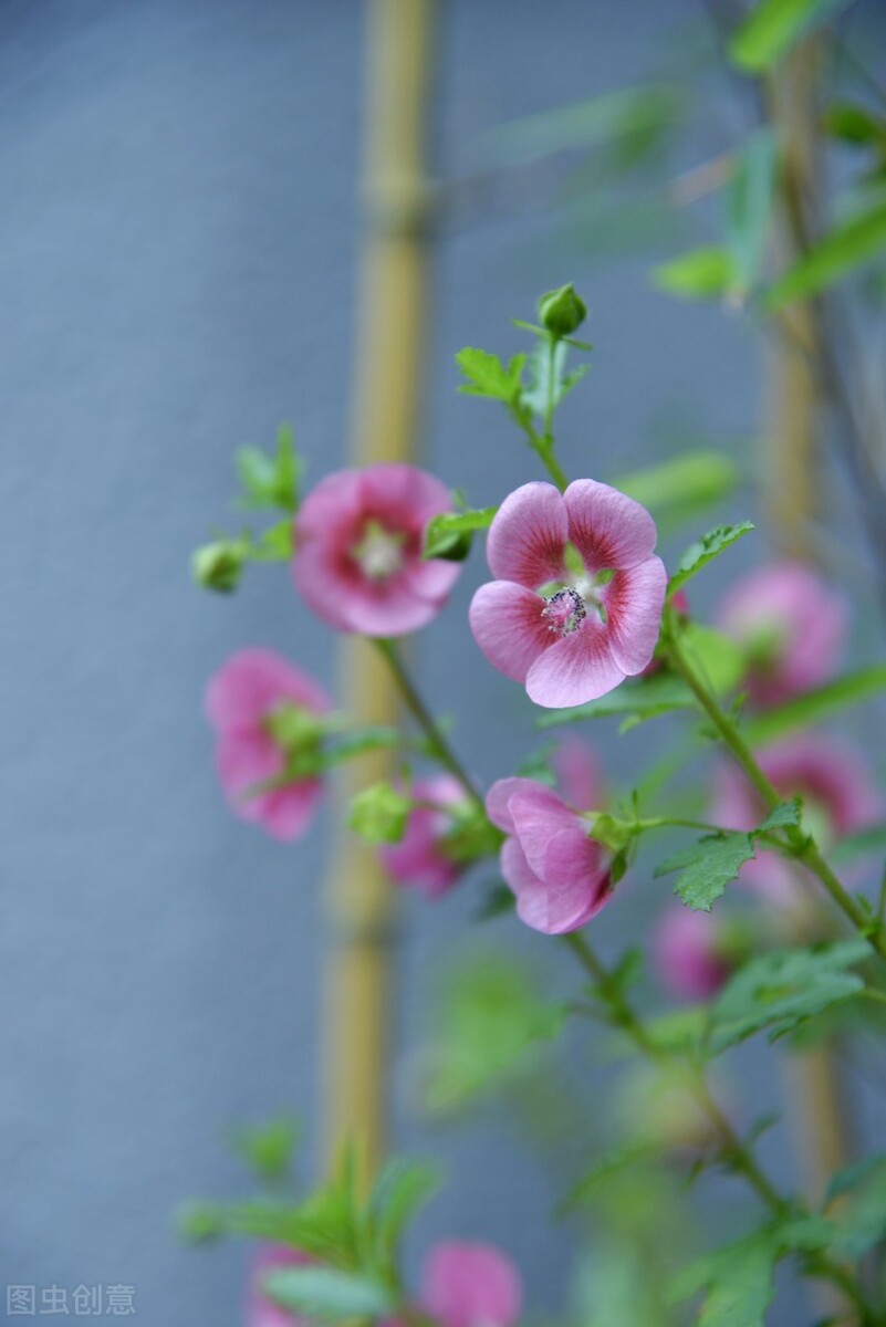 平价的“爆花小能手”：第一性价比高，第六是调色担当