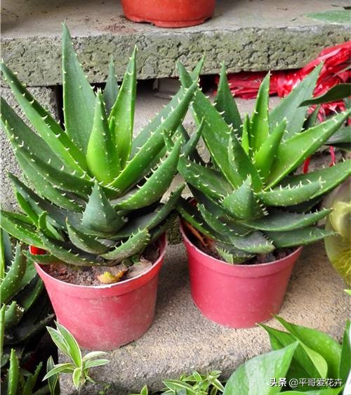 芦荟施肥过多叶子变黄怎么办,芦荟叶片可以用氮肥水喷吗