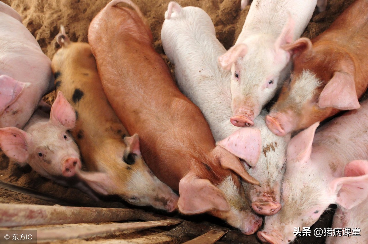 造成免疫失败的原因有哪些,动物免疫失败的原因有哪些