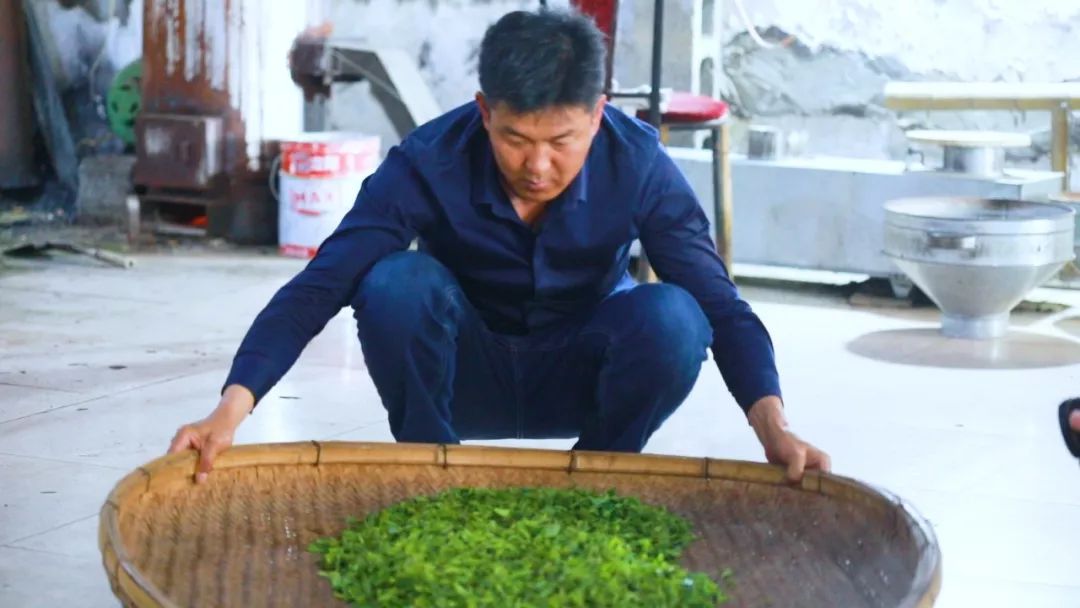 崂山绿茶是什么茶类型的茶,崂山绿茶和野生茶有什么区别