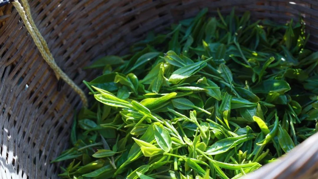 崂山绿茶是什么茶类型的茶,崂山绿茶和野生茶有什么区别