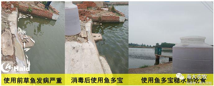 如何解决鱼生病的问题,鱼老死怎么治疗最好