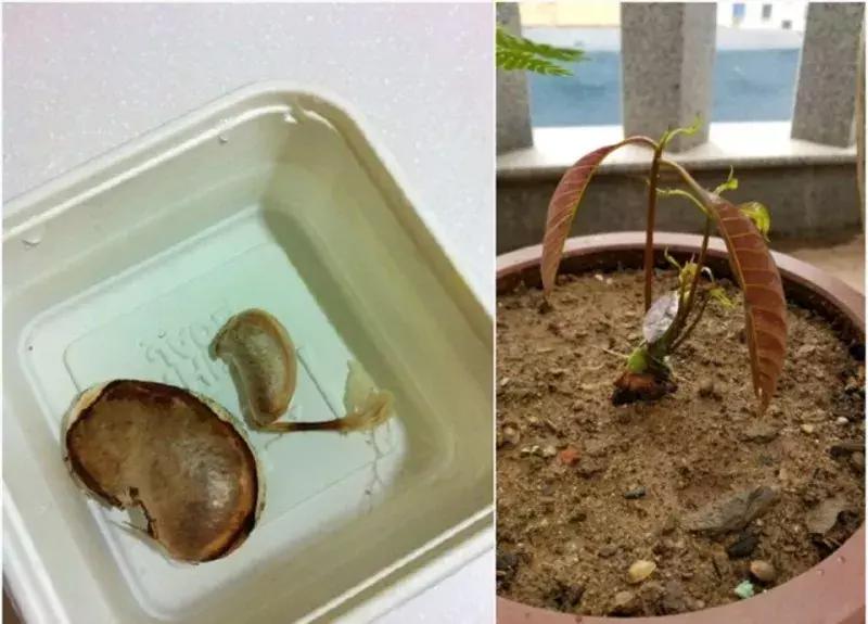 水果核丢花盆发芽了,水果籽呛到肺里去发芽了