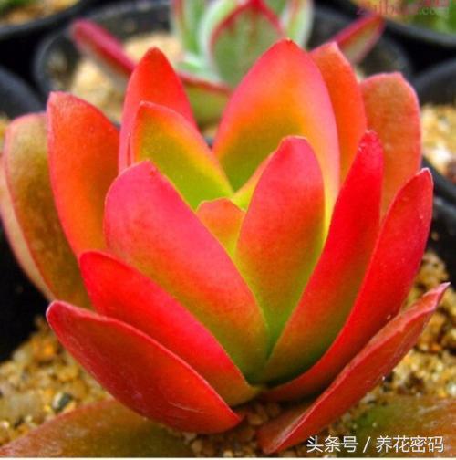 还在羡慕别人家的火祭那么红，这样做你的也可以