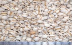 薏苡仁健脾祛湿吗,健脾利湿薏苡仁生的好还是炒的好