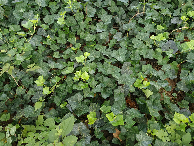 6.8寸刘海屏手机999,红米6pro刘海全面屏