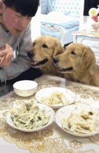 狗狗吃东西中毒症状,狗狗吃东西中毒要多久