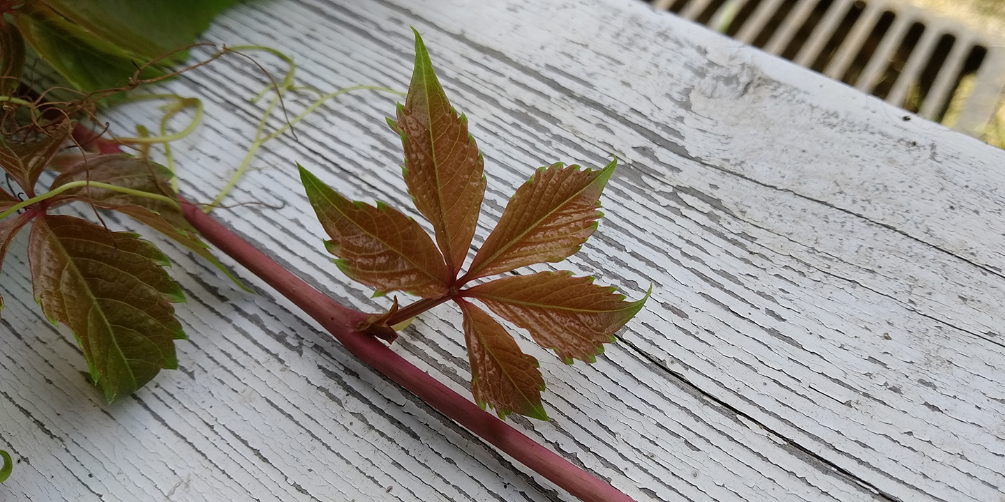 红米6Pro评测:4000mAh电池,FHD+屏幕,满意吗?