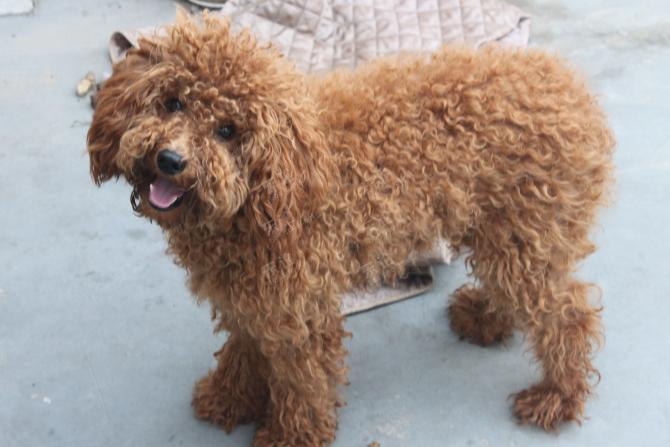 泰迪毛发打结怎么修剪才好,泰迪毛发不旺盛怎么做美容