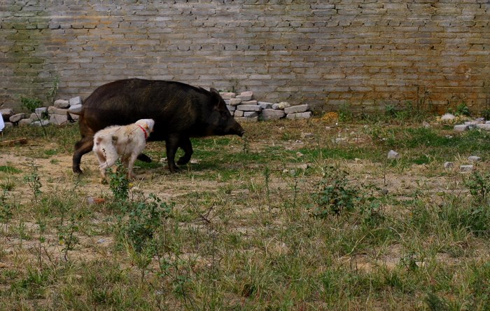 这种犬号称世界第三猎犬,为何不是世界第二猎犬呢
