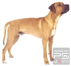 关于世界名狗名犬排行榜,世界名犬狗的品种大全