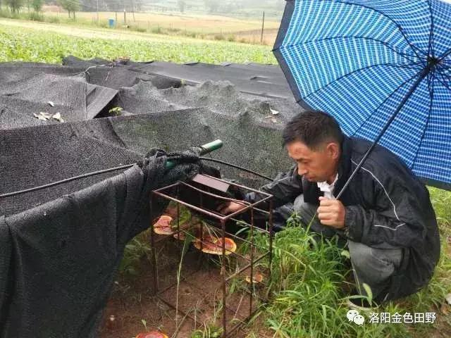 嵩县灵芝种植,嵩县何村蛮峪岭