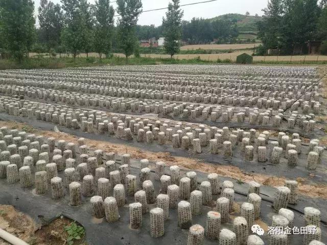 嵩县灵芝种植,嵩县何村蛮峪岭