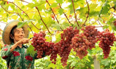 葡萄品种怎么选,葡萄品种引进与筛选