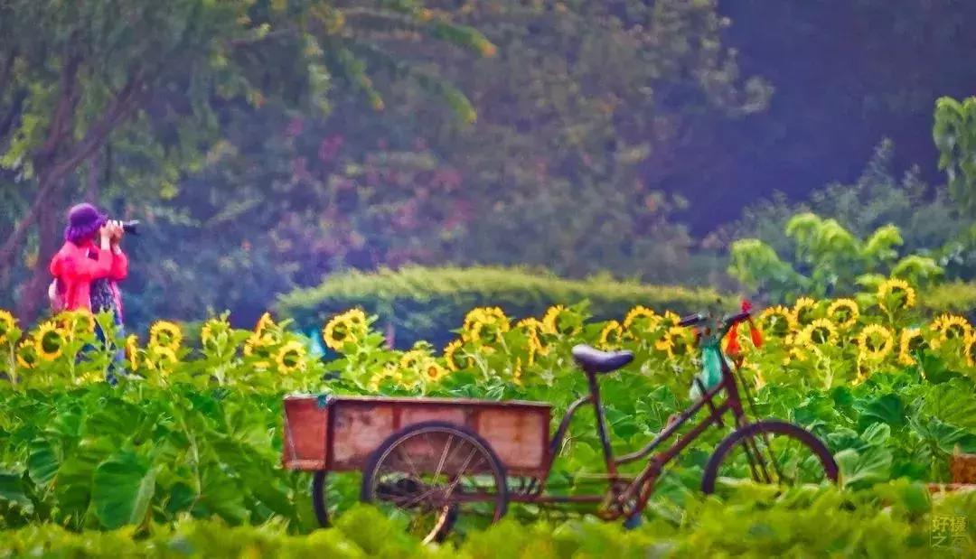 浙江一片夏季花海，带你在炎炎夏日赏花、美拍尽享自然清凉~