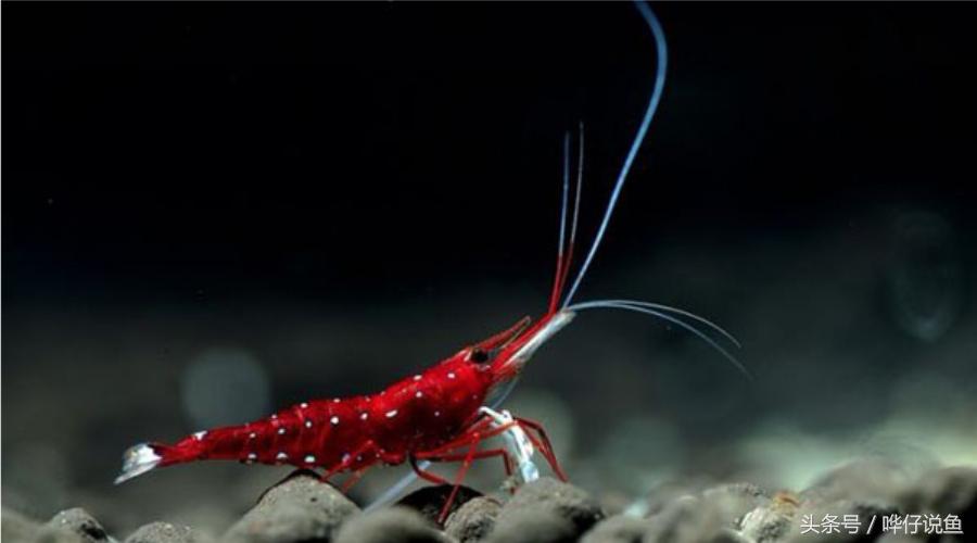 观赏虾观赏鱼,观赏鱼观赏虾