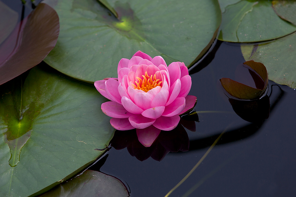 养睡莲的10大忌讳如何养睡莲,睡莲怎样养才正确