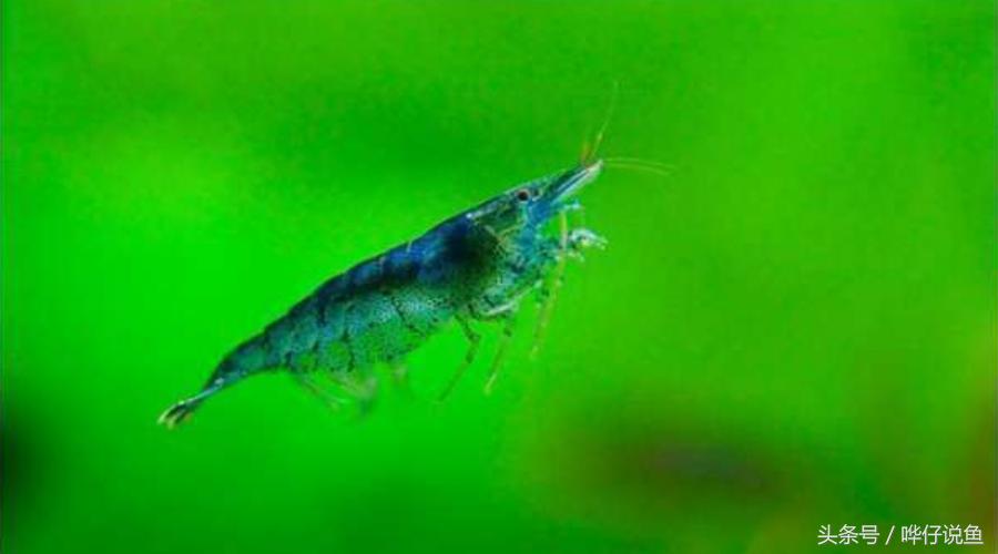 观赏虾观赏鱼,观赏鱼观赏虾