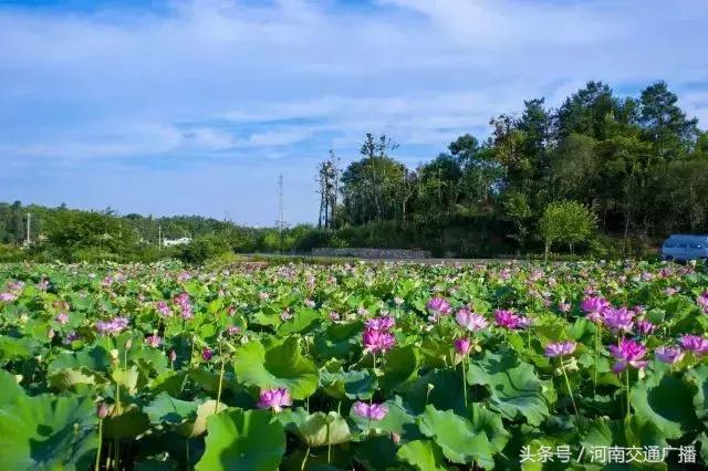 郑州哪里可以入夏赏荷,郑州最佳赏荷地来了