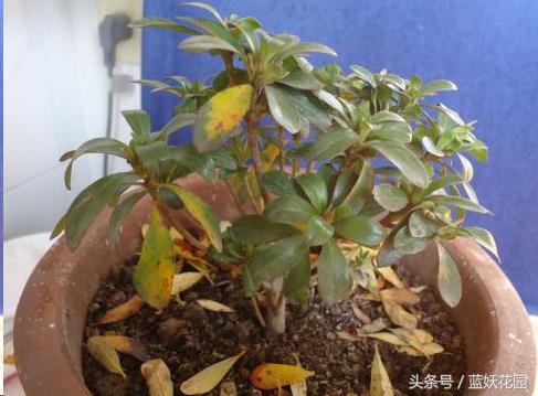 杜鹃花叶尖发黑怎么处理,杜鹃花叶尖发黑需要修剪吗