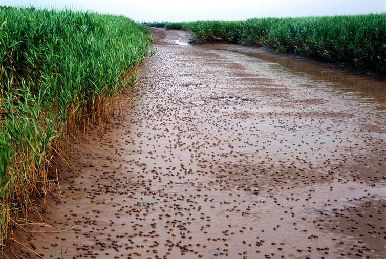 盘锦鼎翔旅游景区,辽宁盘锦旅游景区集锦
