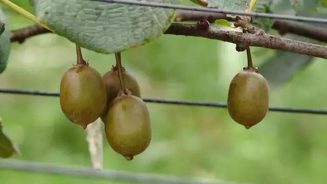 广西乐业：红心猕猴桃+有机茶，脱贫双招牌让农民搭上致富“快车”
