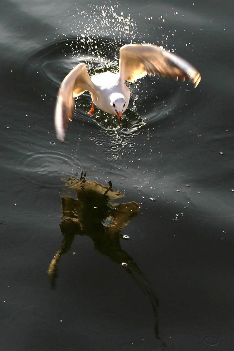 怎么拍摄快速运动物体,运动物体怎么拍摄视频