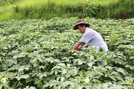 农村致富草10元,农村一种野草一斤100元