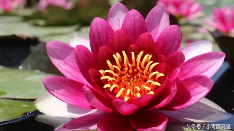 美丽的云南师范大学,美丽的云南曲靖