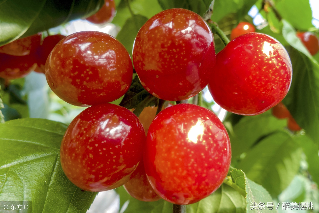 樱桃幼树金龟子虫害,大樱桃树虫害怎么治虫