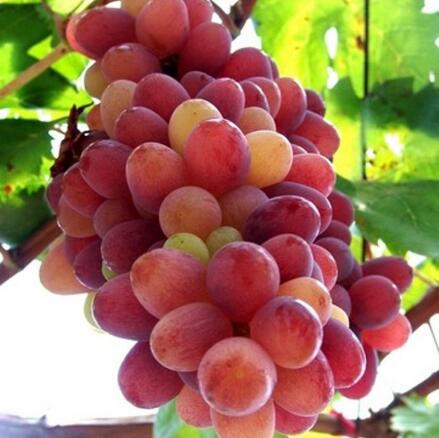 美白丸吃了真的可以美白吗,吃美白丸一般多久有效