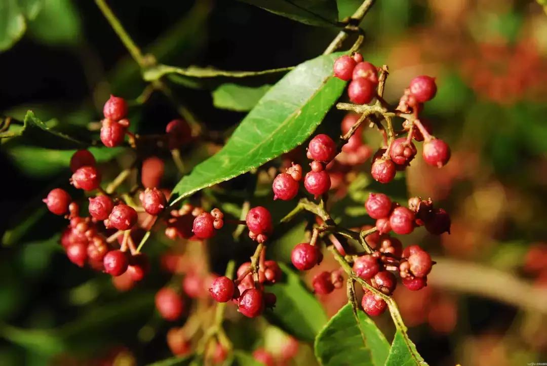 最新消息！国家点名表扬北京这几个区，快看看有你们家嘛？