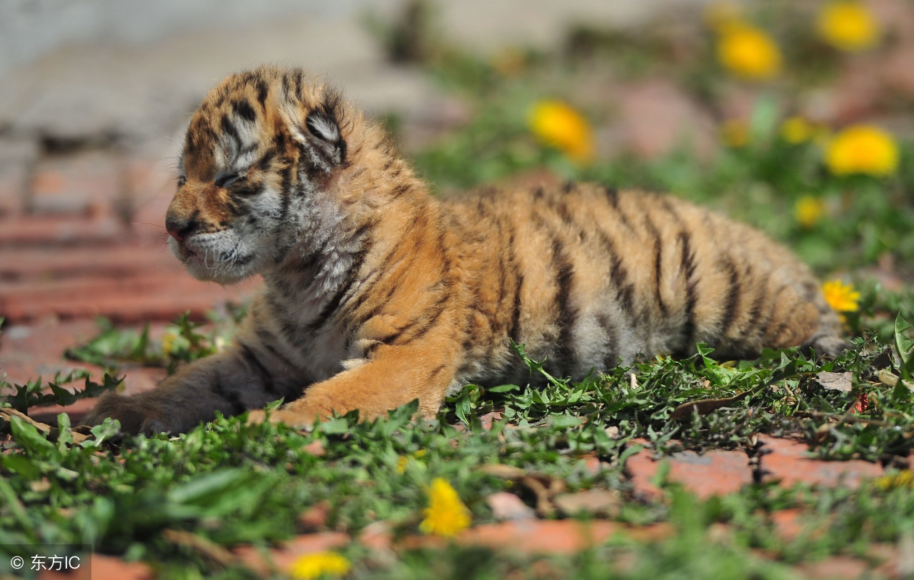 两口子有一人是以下生肖的,夫妻两人都是闰月出生