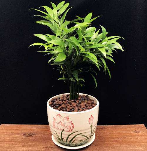 防蚊植物什么盆栽驱蚊子最有效,适合夏天驱蚊的盆栽