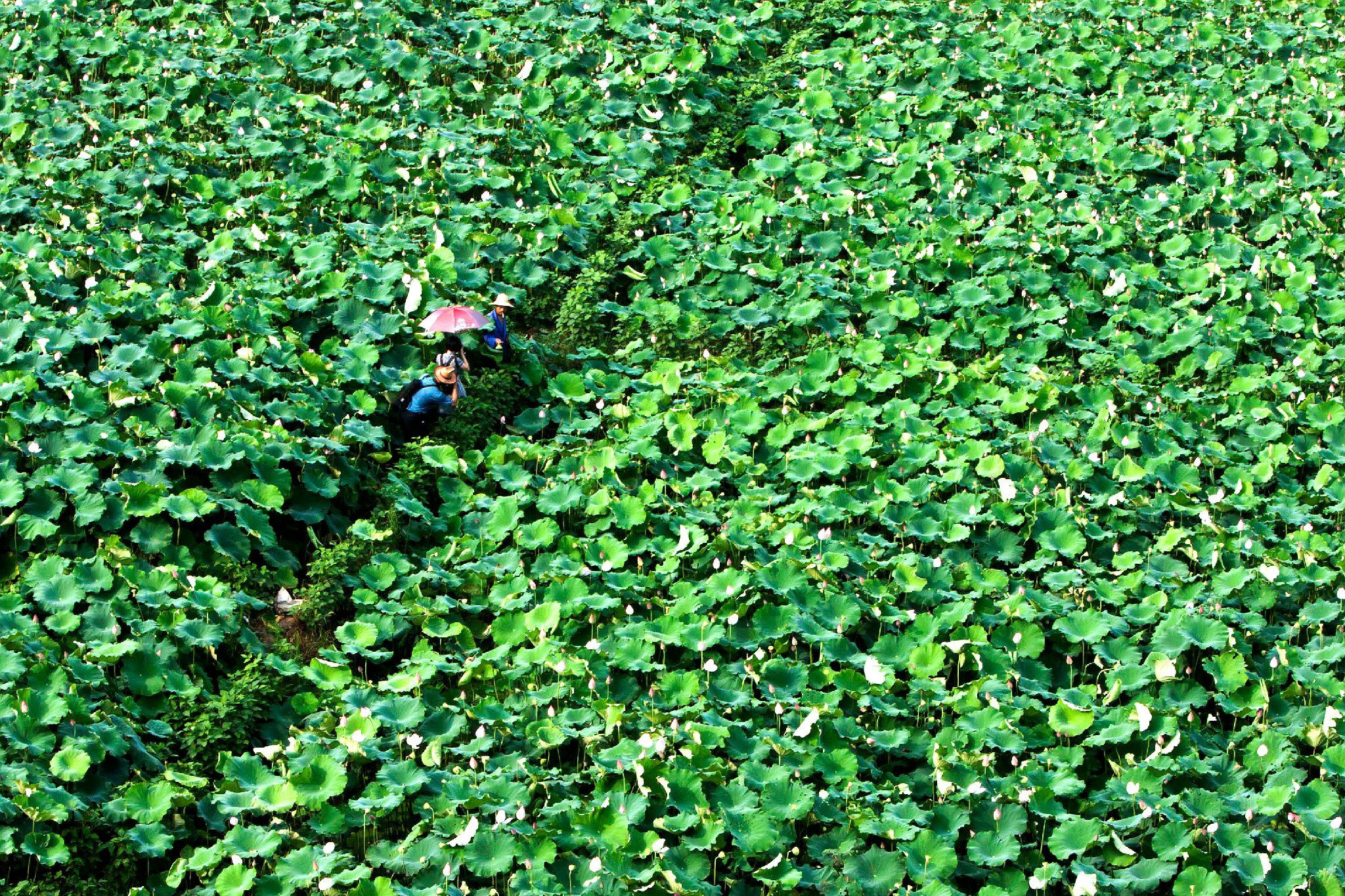 夏日赏月赏夜，不如赏花荷，这里“十里荷花一个村”