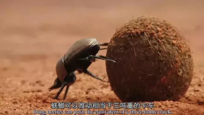 探索自然的纪录片推荐,七部神级自然纪录片你看过几部