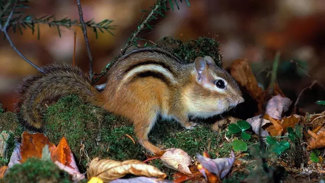 探索自然的纪录片推荐,七部神级自然纪录片你看过几部
