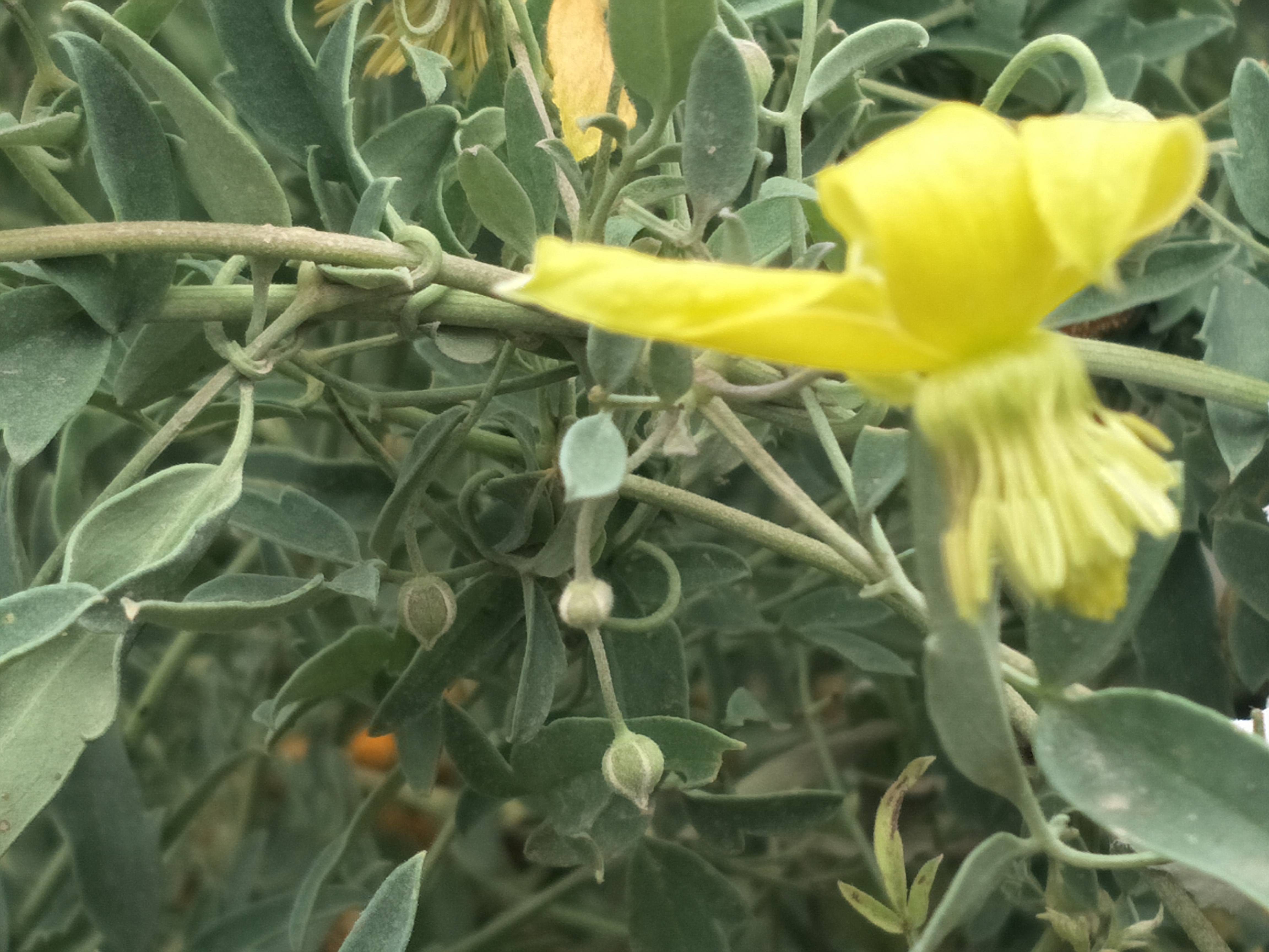 “诗经”读书笔记之“桃夭”文/锦梦素心（陌上公子）