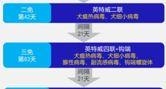 打完三针疫苗的拉布拉多,幼犬三针疫苗里面有没有细小疫苗