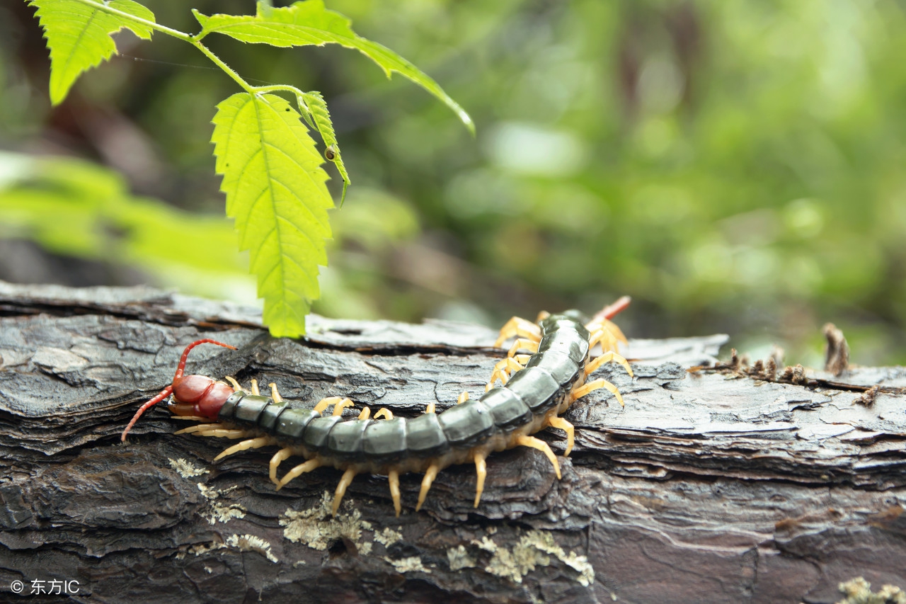 李士懋：蜈蚣无毒，治肝风用量要大