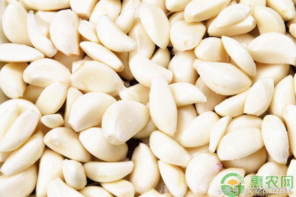 冷库大蒜行情2020价格走势,2023年6月份大蒜行情会怎样