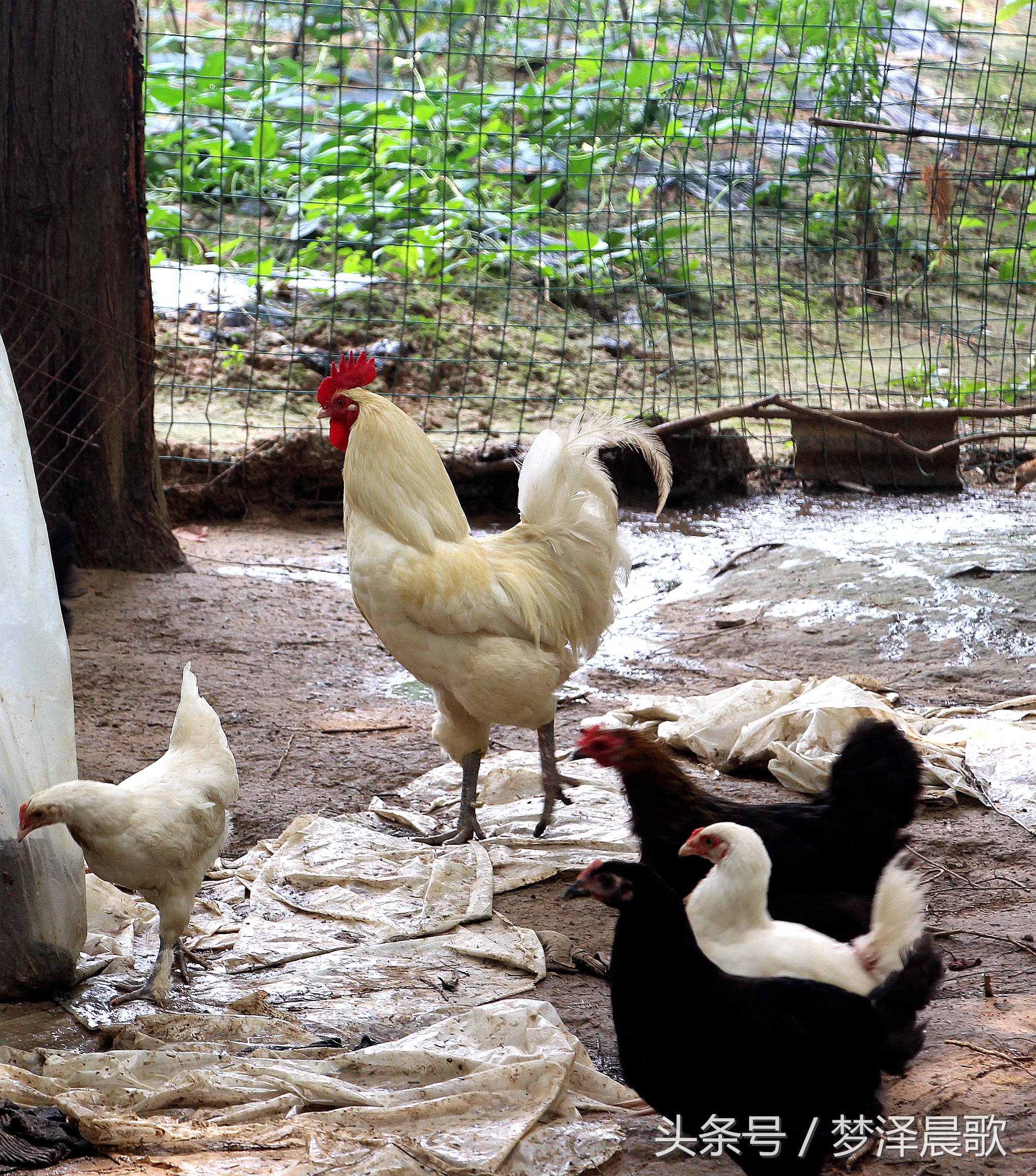 带你吃遍奉节的美食,重庆奉节县特色美食做法