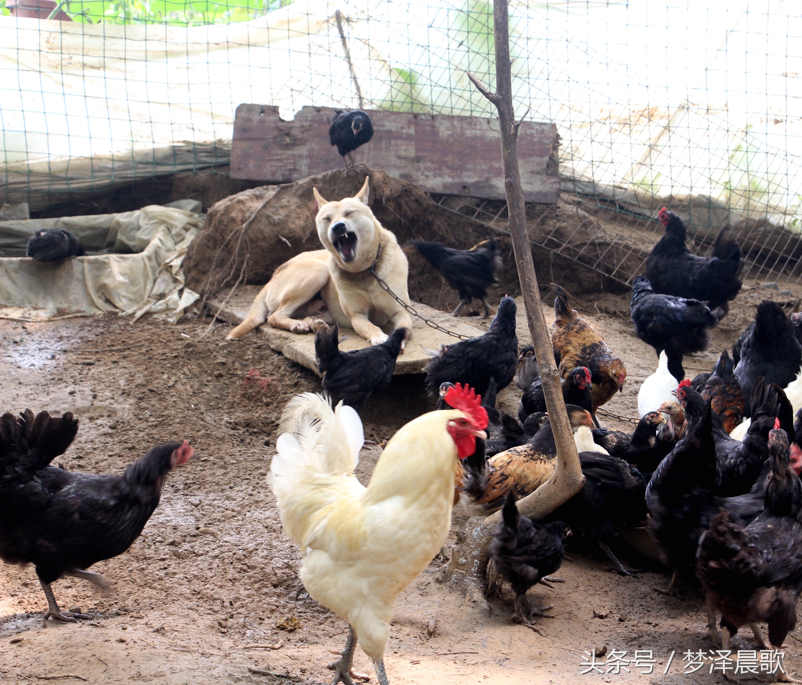 带你吃遍奉节的美食,重庆奉节县特色美食做法