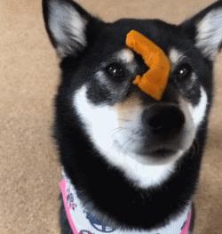 训练狗狗的正确方法和技巧,铲屎官如何正确训练狗狗