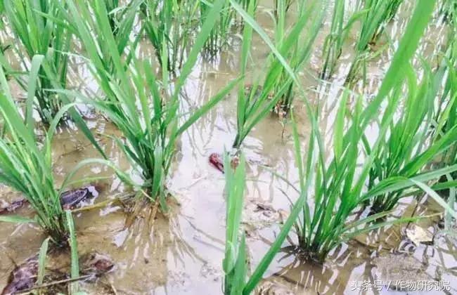 搞农业的赚不赚钱,什么样的农业项目可以挣钱