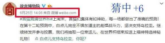 世界杯熊猫预测,世界杯预测猫咪最新