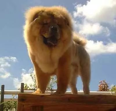 各国网友吐槽美国养大熊猫,国外养熊猫有多受欢迎