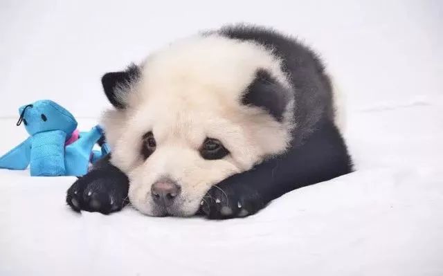 各国网友吐槽美国养大熊猫,国外养熊猫有多受欢迎