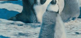 科普年龄大了人的体毛会变白吗,科普毛发的秘密